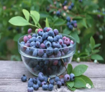 北美神奇水果:野生蓝